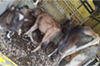 Uppinangady: Four cattle rescued from illegal transport; one arrested